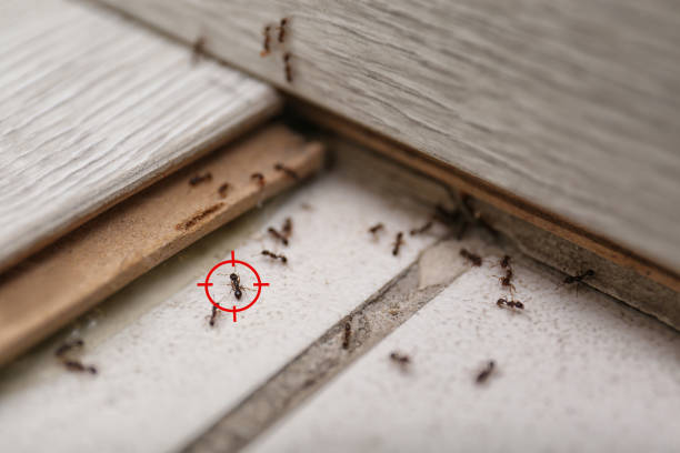 Best Emergency Pest Control  in Indialantic, FL